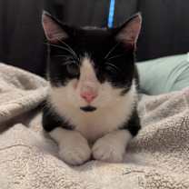 Thumbnail photo of Wink #3