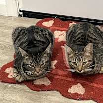 Thumbnail photo of Honda #1