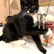 Thumbnail photo of Pizzelle #1