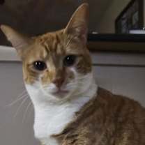 Thumbnail photo of Henny Penny DF #3