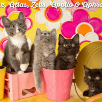 Thumbnail photo of Aphrodite #3