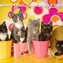 Thumbnail photo of Apollo #3