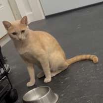 Thumbnail photo of Goldie #4