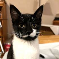 Thumbnail photo of Stroopwafel #1