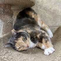 Thumbnail photo of Calzone #3