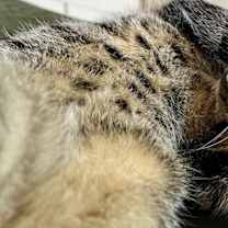 Thumbnail photo of Yoda #2