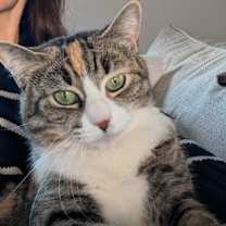 Thumbnail photo of Athena #4