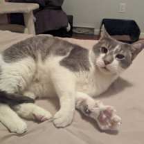 Thumbnail photo of Virgil #4