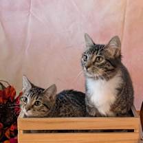 Thumbnail photo of Rose #1