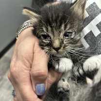 Thumbnail photo of Scarlet #2