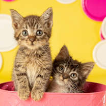 Thumbnail photo of Scarlet #3