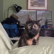 Thumbnail photo of Chewy #4