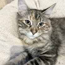 Thumbnail photo of Sunrise #1