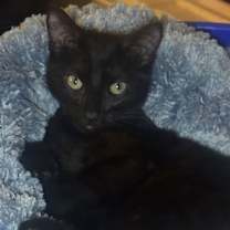 Thumbnail photo of Chip #2