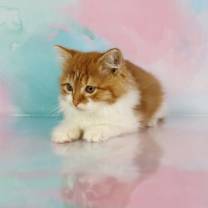 Thumbnail photo of Wasabi #2