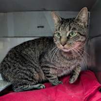 Thumbnail photo of Frontporch25 #2