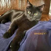 Thumbnail photo of Whiskey #1