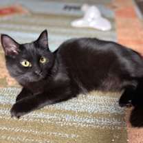 Thumbnail photo of Luna Nova #2