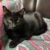 Thumbnail photo of Whiskey #2