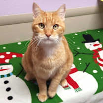 Thumbnail photo of Hammy #1