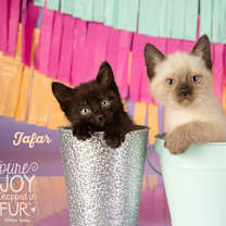 Thumbnail photo of Jafar #3