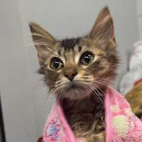 Thumbnail photo of Cosmo #2