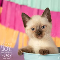 Thumbnail photo of Jacques #3