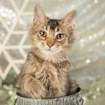 Thumbnail photo of Cosmo #3