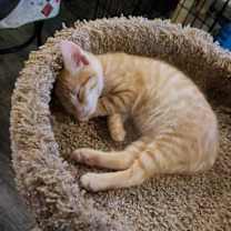 Thumbnail photo of LEON #4