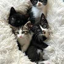 Thumbnail photo of April #4