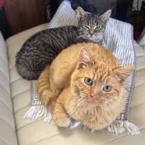 Thumbnail photo of Banh mi #4