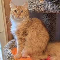 Thumbnail photo of Marmalade #1