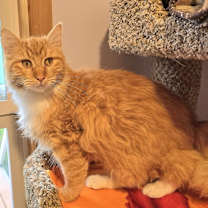 Thumbnail photo of Marmalade #2