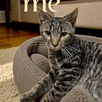 Thumbnail photo of Tobias #1