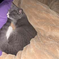 Thumbnail photo of Paisley #2