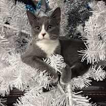 Thumbnail photo of Paisley #1