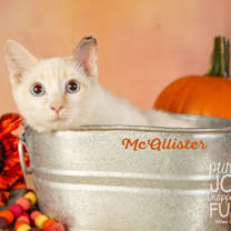 Thumbnail photo of McAlister #1