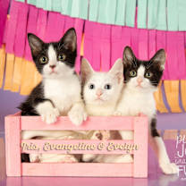 Thumbnail photo of Evelyn #3