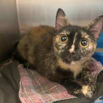 Thumbnail photo of Hazel #3