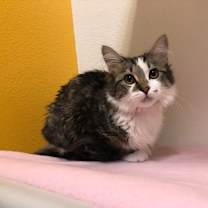 Thumbnail photo of Little Donkey #1