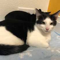 Thumbnail photo of Pixie #1