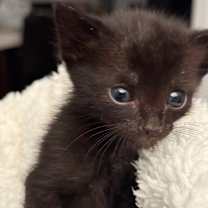 Thumbnail photo of Jinx #2