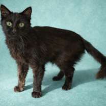 Thumbnail photo of Maverick #1