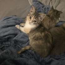 Thumbnail photo of Honey 2 #2