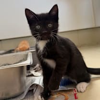 Thumbnail photo of Jelepeno #1