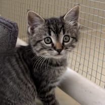 Thumbnail photo of Pepper #1