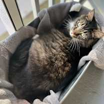 Thumbnail photo of Leilo #3