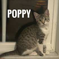 Thumbnail photo of Poppy #1
