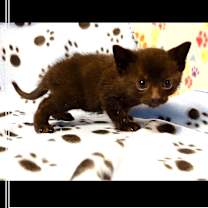 Thumbnail photo of Blizzy #1