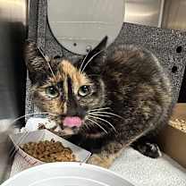 Thumbnail photo of Kali #1